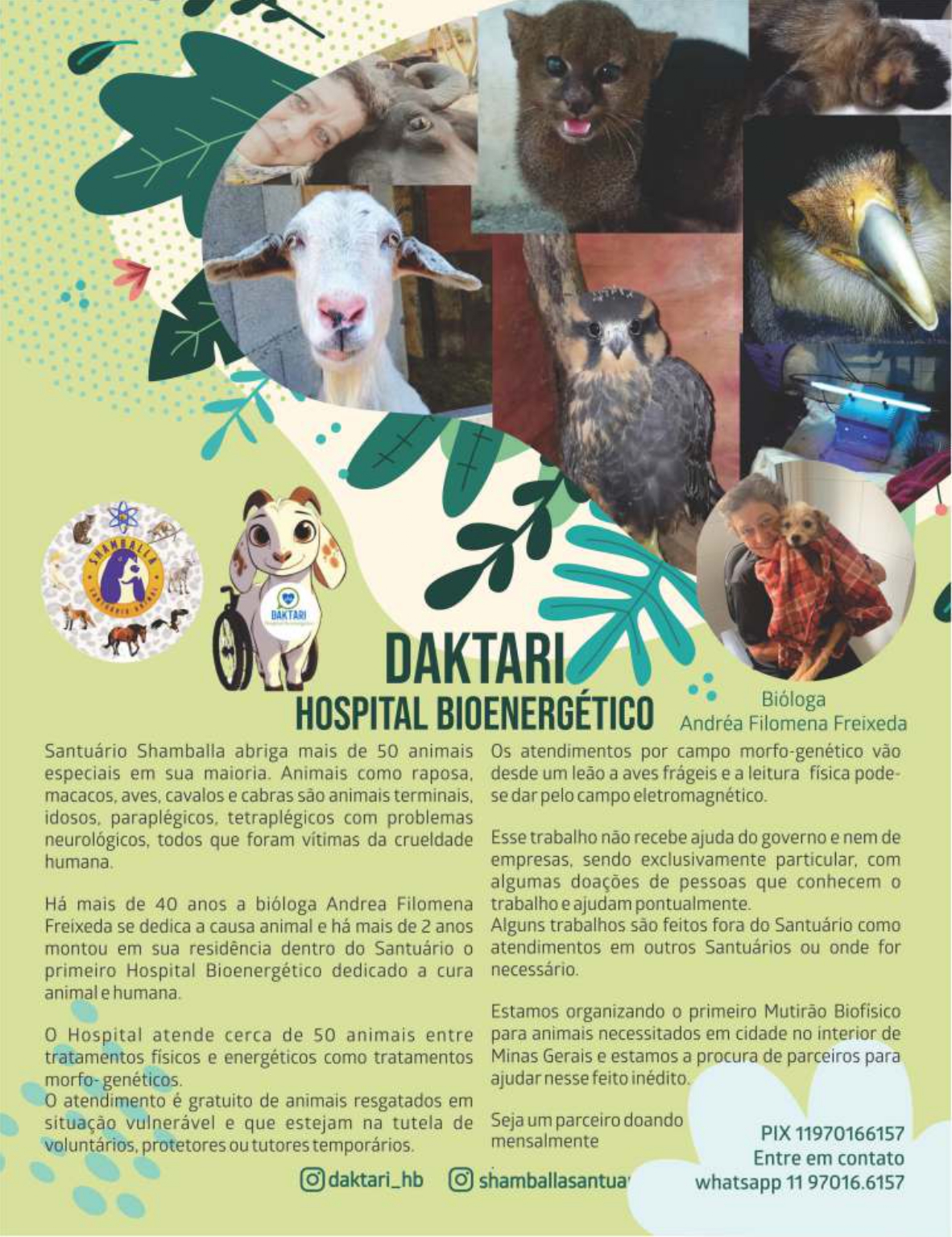 Daktari Hospital Bioenergetico Shamballa Santuario